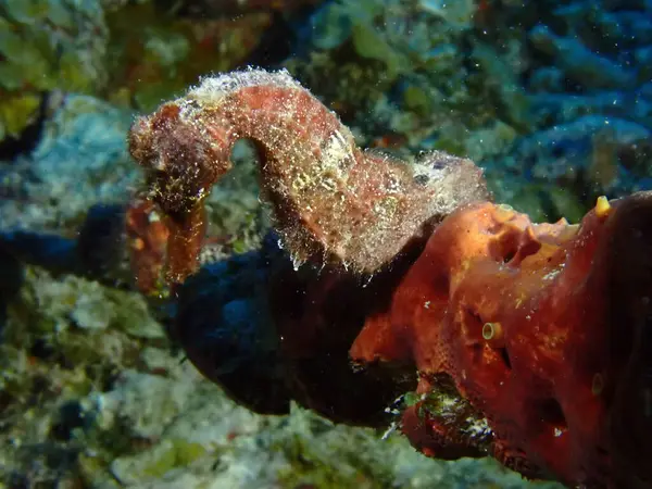 Denizde çekilen kırmızı deniz atı makrosu. 