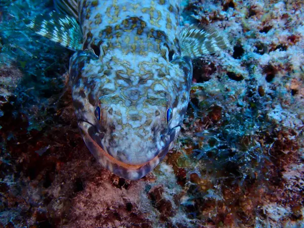 kertenkele balığı sualtı dalışı 