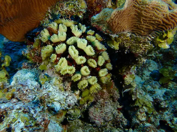 Karayiplerdeki mercan kayalıkları 