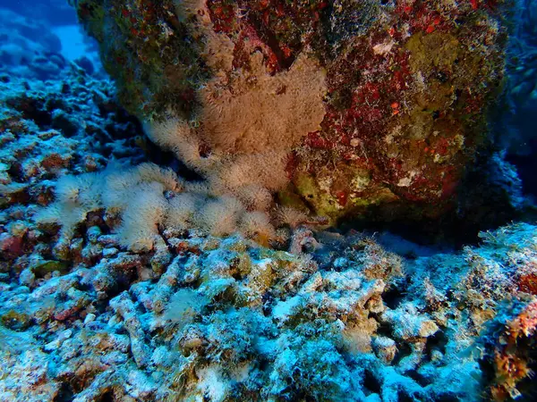 Karayiplerdeki mercan kayalıkları 