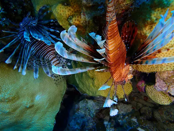 Denizdeki aslan balığı istilacı türler