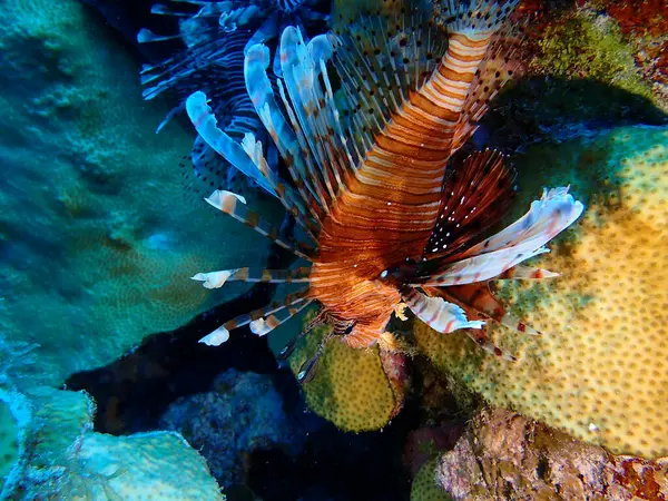 Denizdeki aslan balığı istilacı türler