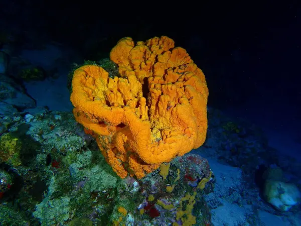 Gece dalışında mercan kayalıkları 