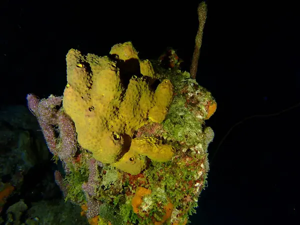 Gece dalışında sarı mercan 