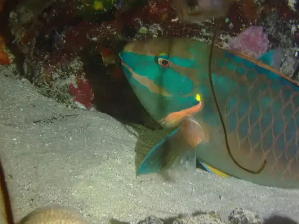 Papağan balığı geceleri uyuyor. 