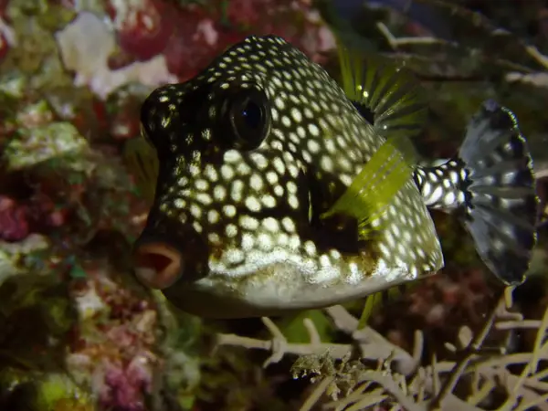 Suyun altında dalış yapan sandık balıkları 