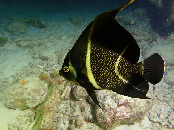 Denizde renkli bebek melek balığı 