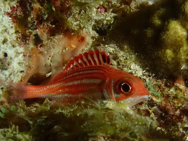 Resifteki renkli sincap balığı. 