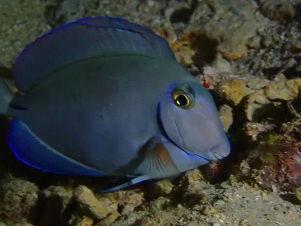 Cerrah balık sualtı makro çekimi 