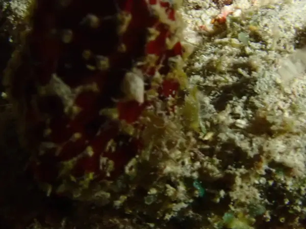 Mercan resif sualtı dalış 