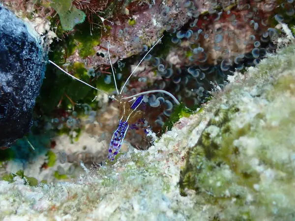 makro çekim mavi karides su altında 