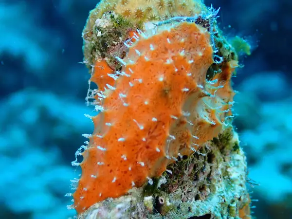 Mercan resif sualtı dalış 