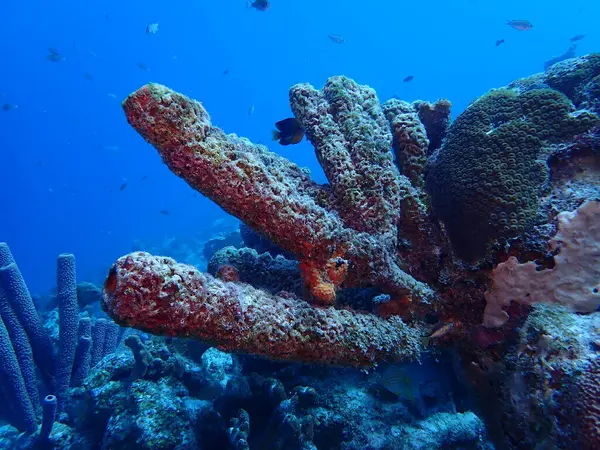 Scuba dalış yapan mercan resifleri sualtı dünyası 