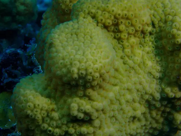 Scuba dalış yapan mercan resifleri sualtı dünyası 