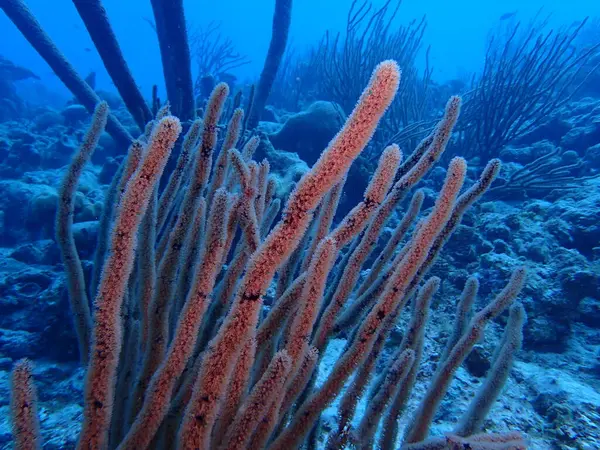 Scuba dalış yapan mercan resifleri sualtı dünyası 