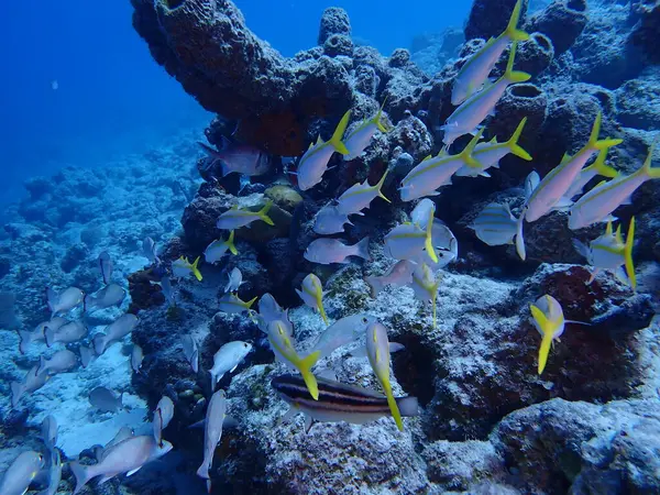 Suyun altında dalış yapan balıklar okulu. 