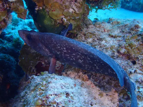 uyku balığı su altında nadir bulunan balıklar 