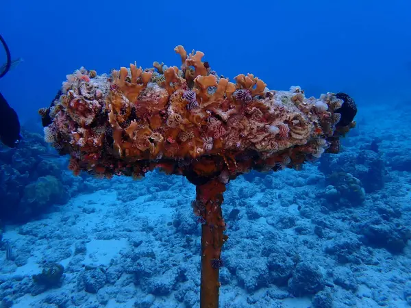 Deniz Noel ağacı solucanı tüple dalıyor. 