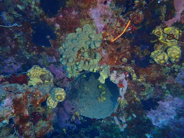 Enkaz dalışı yapan, dalış yapan mercan resifi. 