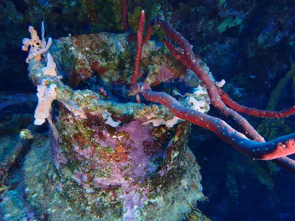Enkaz dalışı yapan, dalış yapan mercan resifi. 