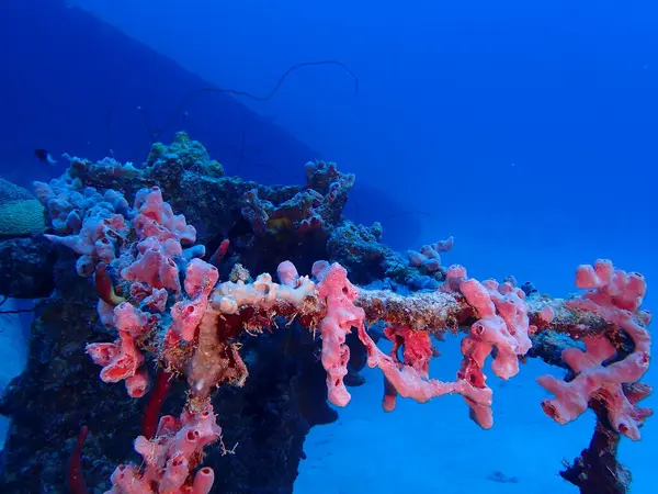 Enkaz dalışı yapan, dalış yapan mercan resifi. 