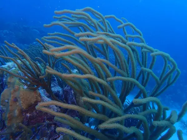 Karayip mercan resiflerinde tüplü dalış 