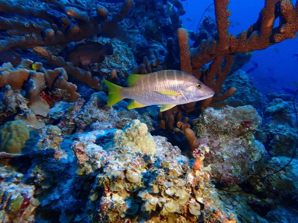 Okul müdürü balıklar su altında tüplü dalış yapıyor. 