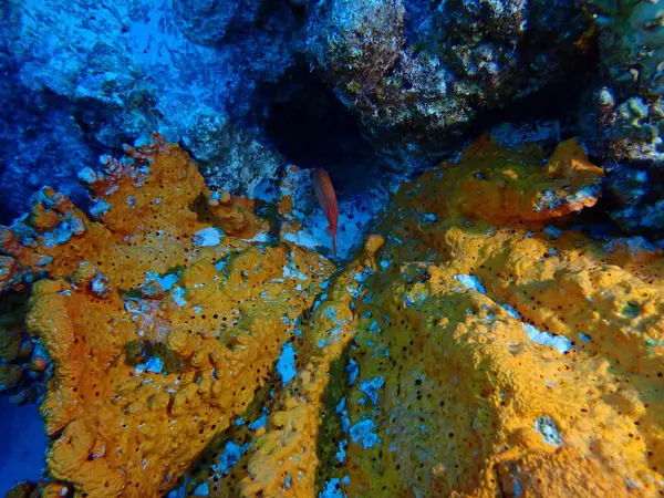 Karayiplerdeki mercan kayalıkları 