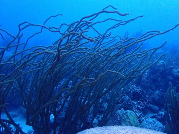 Karayiplerdeki mercan kayalıkları 