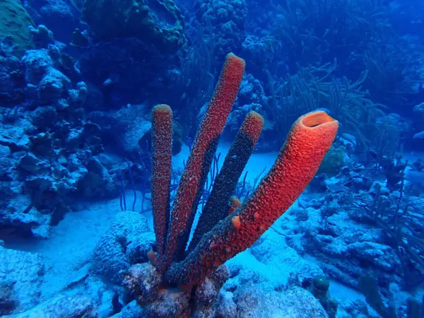 mor deniz süngeri sualtı dalışı 