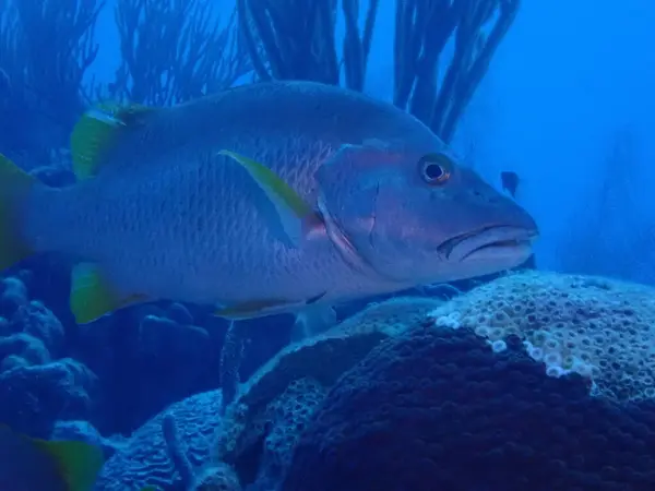 Okul müdürü balıklar su altında tüplü dalış yapıyor. 