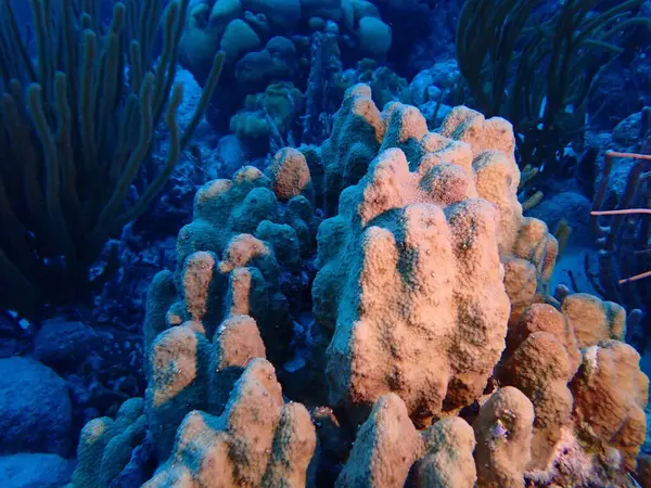 Karayiplerdeki mercan kayalıkları 