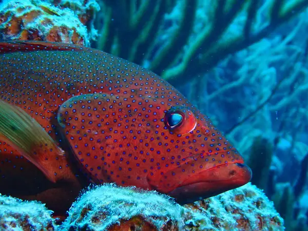 Denizde kırmızı benekli orfoz 