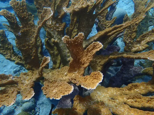 Mercan resif sualtı dalış 