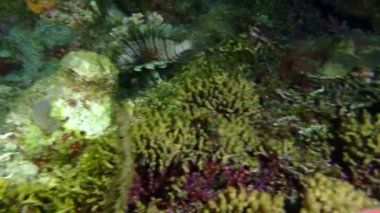 Gece dalışında aslan balığı 