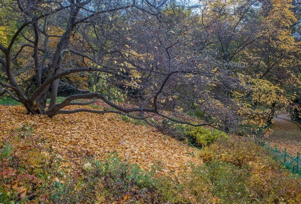 Осінній День Парку Деревах Жовте Червоне Коричневе Листя Листя Лежать — стокове фото
