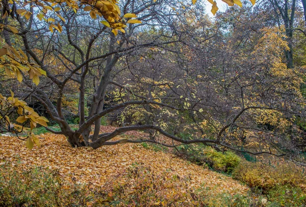 Parkta Bir Sonbahar Günü Ağaçlarda Sarı Kırmızı Kahverengi Yapraklar Var — Stok fotoğraf