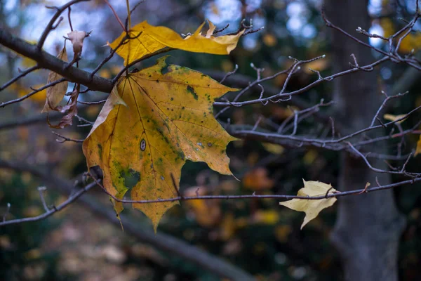 Dia Outono Parque Folhas Amarelas Nas Árvores Gatos Aquecendo Sol — Fotografia de Stock