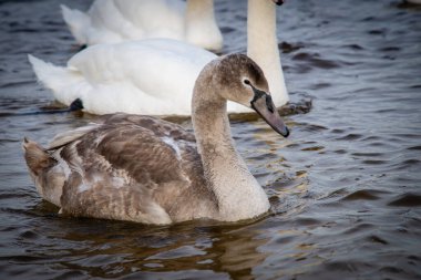 In winter, white and gray swans swim in the river, as well as ducks. People feed them with food.