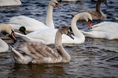 In winter, white and gray swans swim in the river, as well as ducks. People feed them with food.
