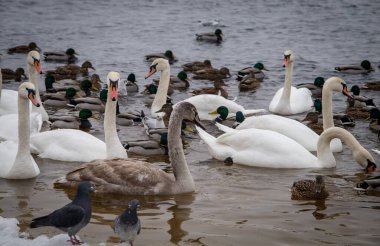 Swans, gulls and ducks eat food that people bring in the winter near the shore.