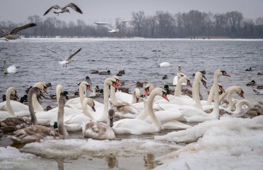 Swans, gulls and ducks eat food that people bring in the winter near the shore.