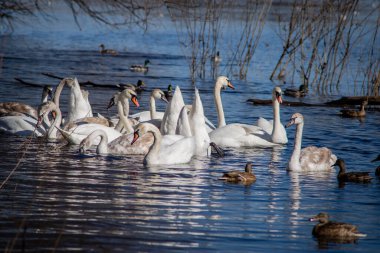 Güneşli bir bahar gününde, nehirdeki kuğular ve ördekler yiyecek bulmak için kıyıda yüzerler.