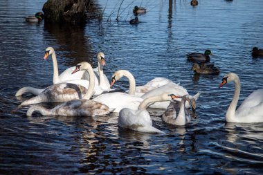 Güneşli bir bahar gününde, nehirdeki kuğular ve ördekler yiyecek bulmak için kıyıda yüzerler..