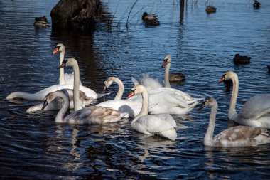 Güneşli bir bahar gününde, nehirdeki kuğular ve ördekler yiyecek bulmak için kıyıda yüzerler..