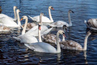 Güneşli bir bahar gününde, nehirdeki kuğular ve ördekler yiyecek bulmak için kıyıda yüzerler..