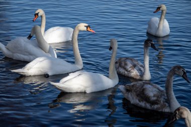 Güneşli bir bahar gününde, nehirdeki kuğular ve ördekler yiyecek bulmak için kıyıda yüzerler..