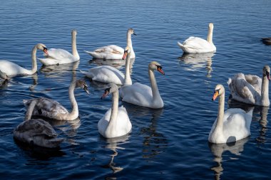 Güneşli bir bahar gününde, nehirdeki kuğular ve ördekler yiyecek bulmak için kıyıda yüzerler..