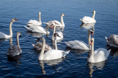 Güneşli bir bahar gününde, nehirdeki kuğular ve ördekler yiyecek bulmak için kıyıda yüzerler..