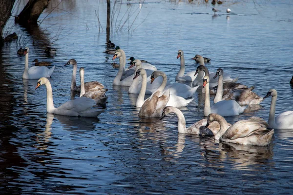 stock image On a sunny spring day, swans and ducks on the river swim along the shore in search of food.